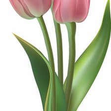 Схема вышивки «тюльпаны»