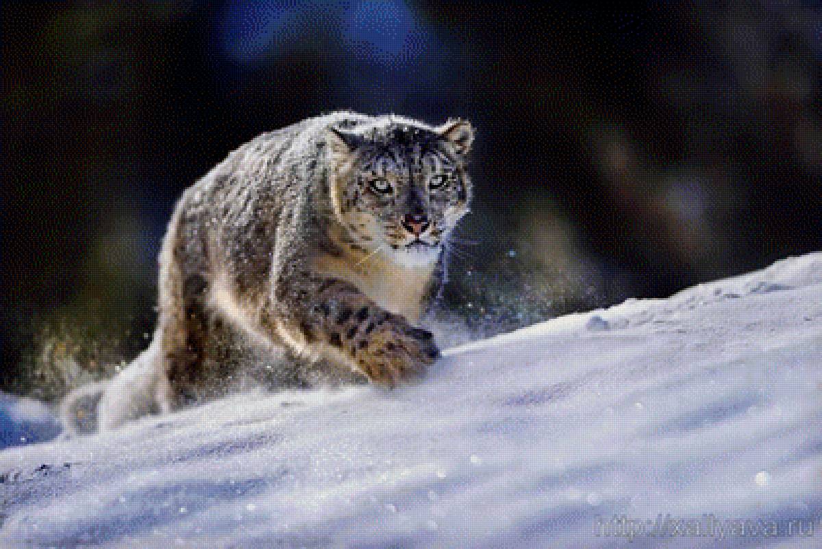 забег - дикая кошка, природа, животные, снег, бег - предпросмотр