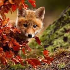 Схема вышивки «лисичка осенью»