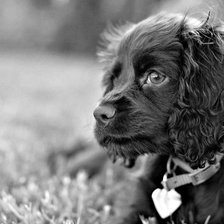 Схема вышивки «песик»