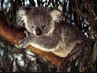 Схема вышивки «коала»