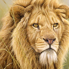 Схема вышивки «Лев»