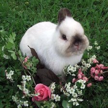 Схема вышивки «Милый кролик»