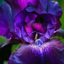 Схема вышивки «ирисы, цветы»