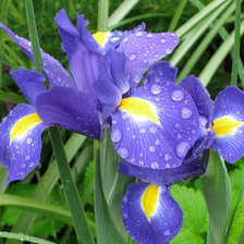 Схема вышивки «ирисы, цветы»