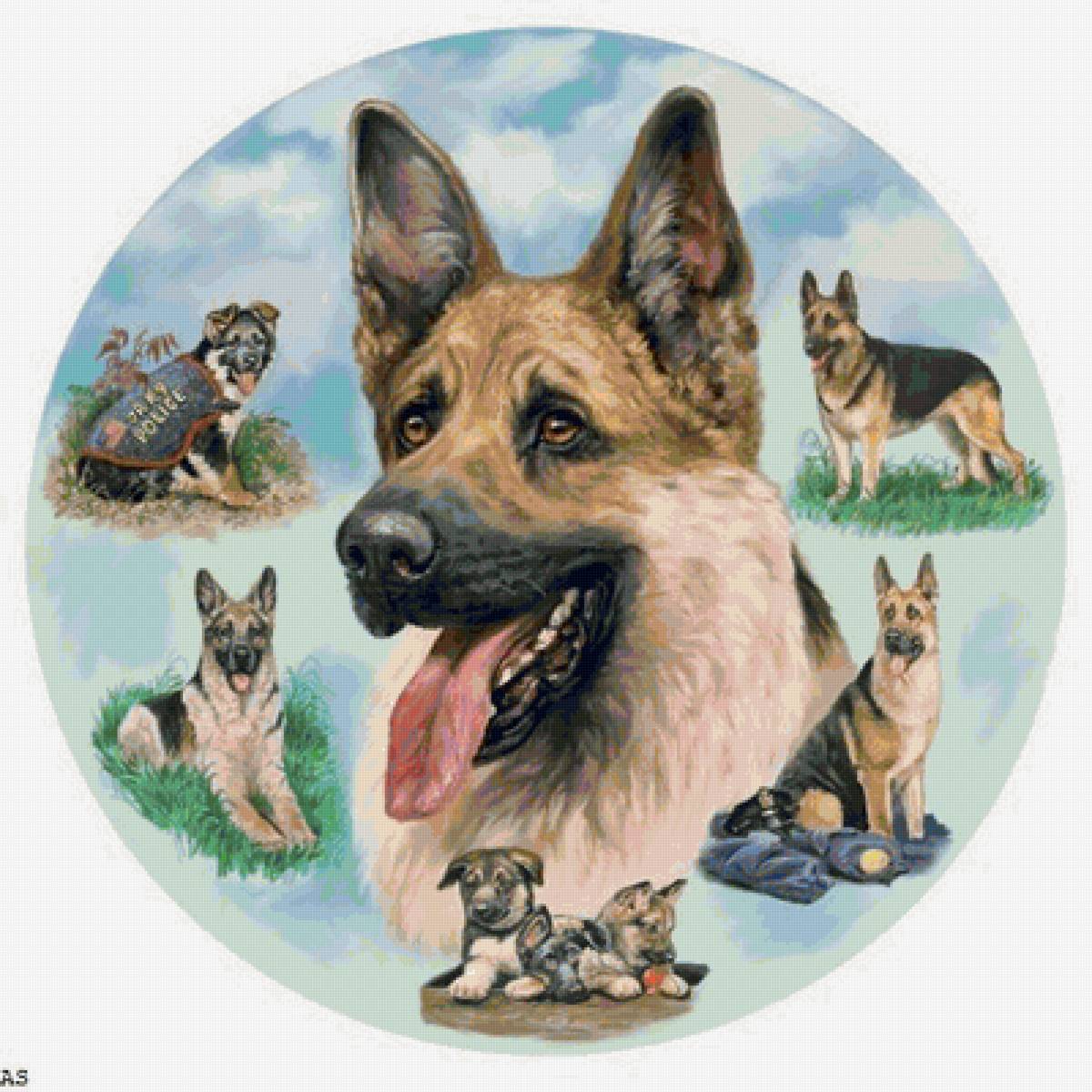 Немецкая овчарка 1 - предпросмотр