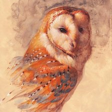 Схема вышивки «Ezra Tucker - Сова»