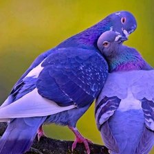 Схема вышивки «Голубки»