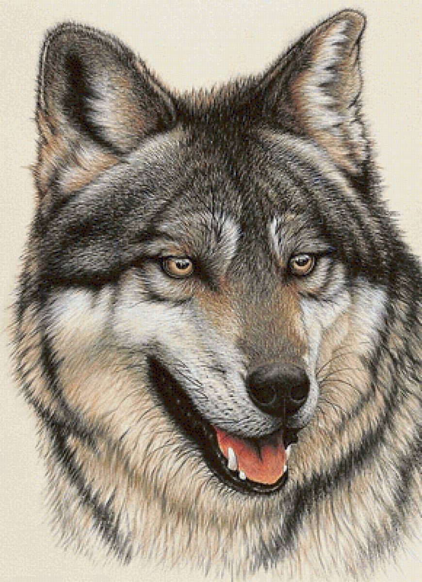 волк - хищники, волки, волк - предпросмотр