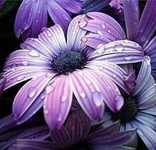 ФИОЛЕТОВЫЕ РОМАШКИ