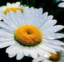 БОЛЬШАЯ РОМАШКА