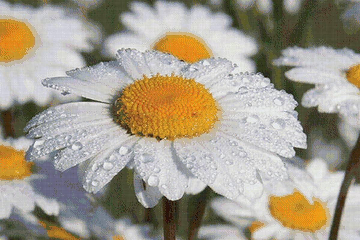 БОЛЬШАЯ РОМАХА - предпросмотр