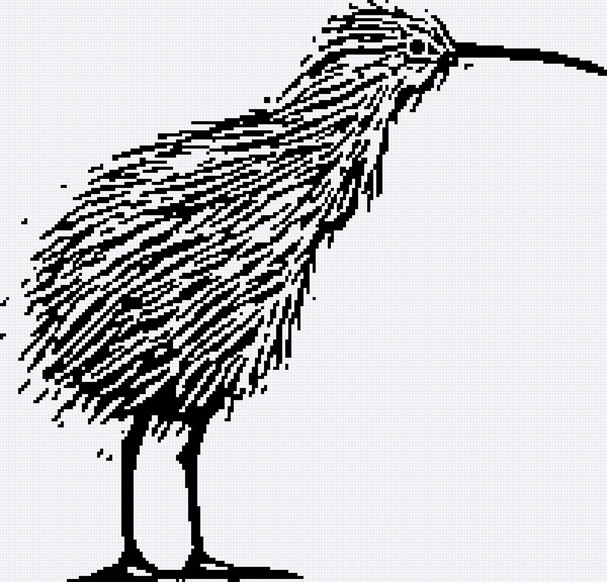 киви_3 - kiwi, киви - предпросмотр