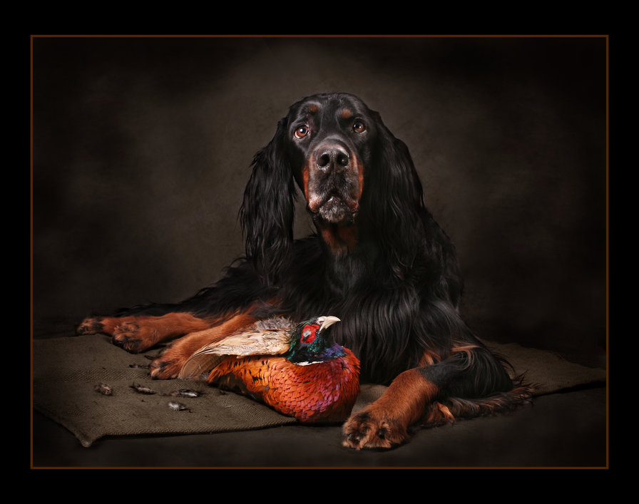 Мой охотник - собаки - оригинал