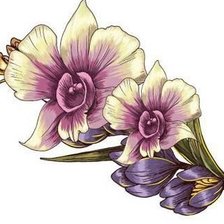 Схема вышивки «Орхидеи»