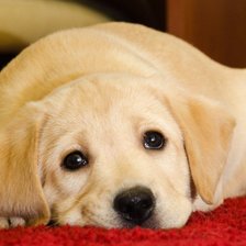 Схема вышивки «Лабрадорчик»