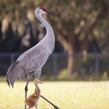 Схема вышивки «Журавли»