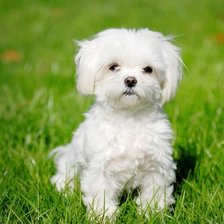 Схема вышивки «Щенок болонки»