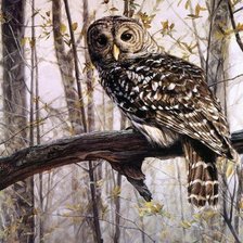 Схема вышивки «№1257485»