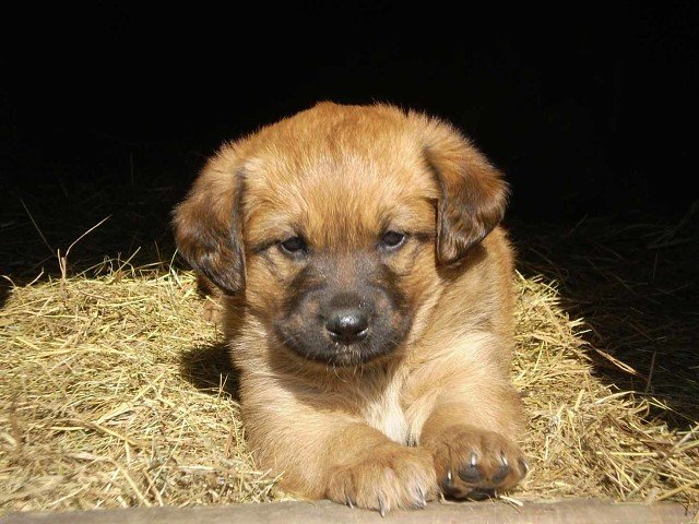 щеночек - оригинал