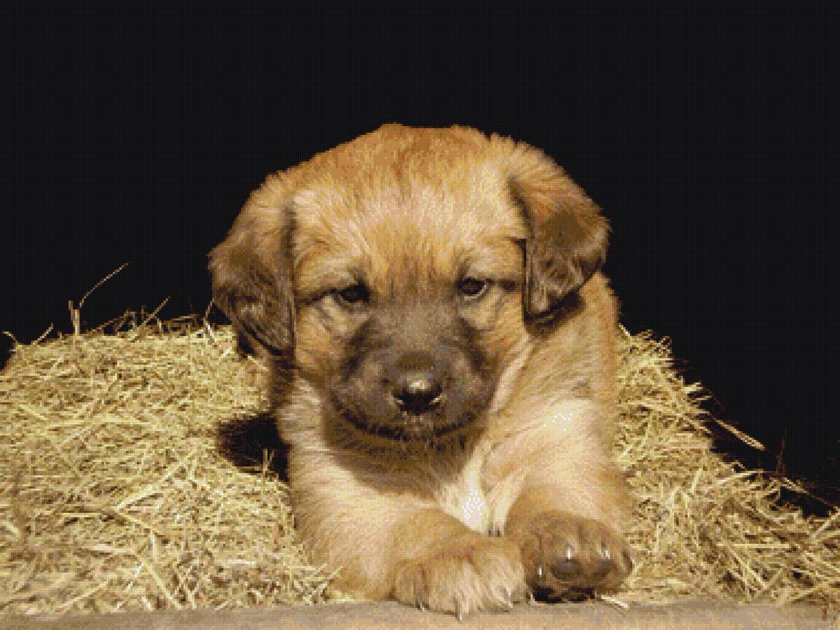 щеночек - предпросмотр