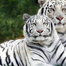 Схема вышивки «ТИГРУЛЬКИ»