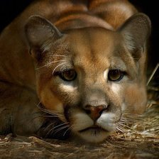 Схема вышивки «КИСКА»