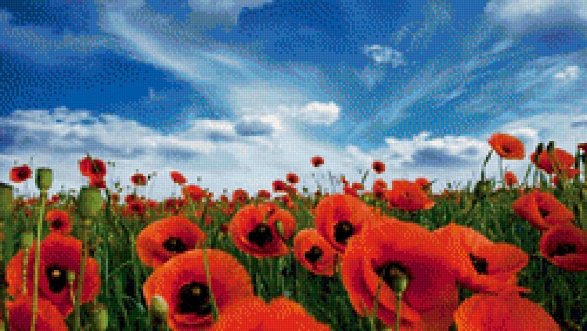 маковое поле - предпросмотр