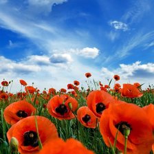 маковое поле