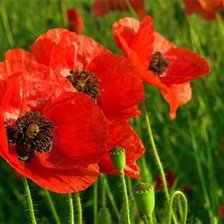 Схема вышивки «маки»