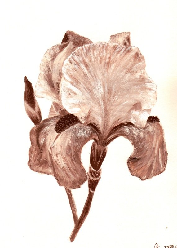 ирис - оригинал