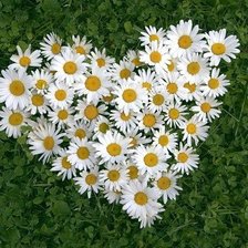 ромашковое сердце