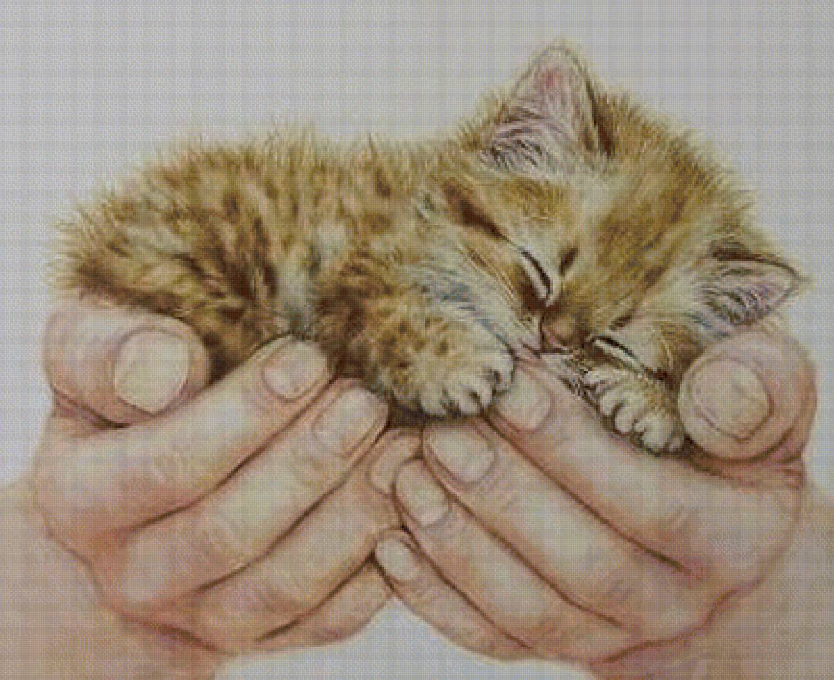 Котенок - коты, котенок, кот, животные - предпросмотр