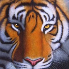 Схема вышивки «Тигр»