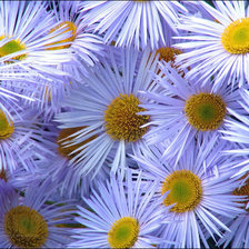 Схема вышивки «ромашечки»