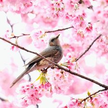 Схема вышивки «птичка»