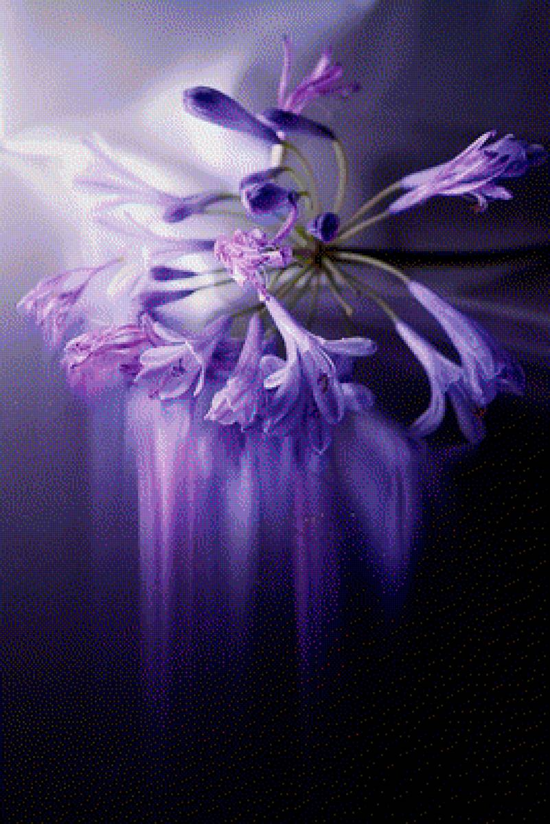 violeta - предпросмотр