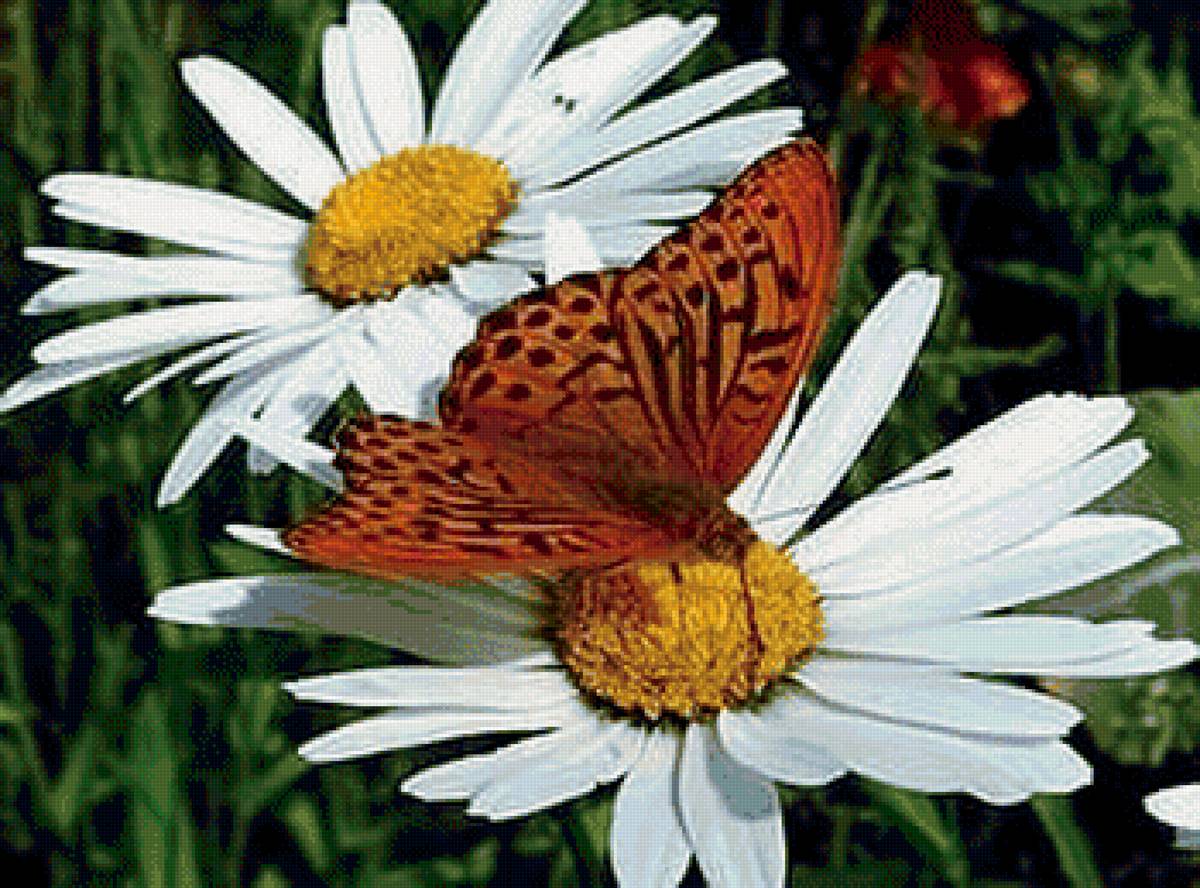 бабочка на ромашке - предпросмотр