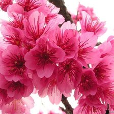 Схема вышивки «сакура»