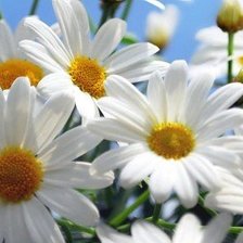 Схема вышивки «ромашек»