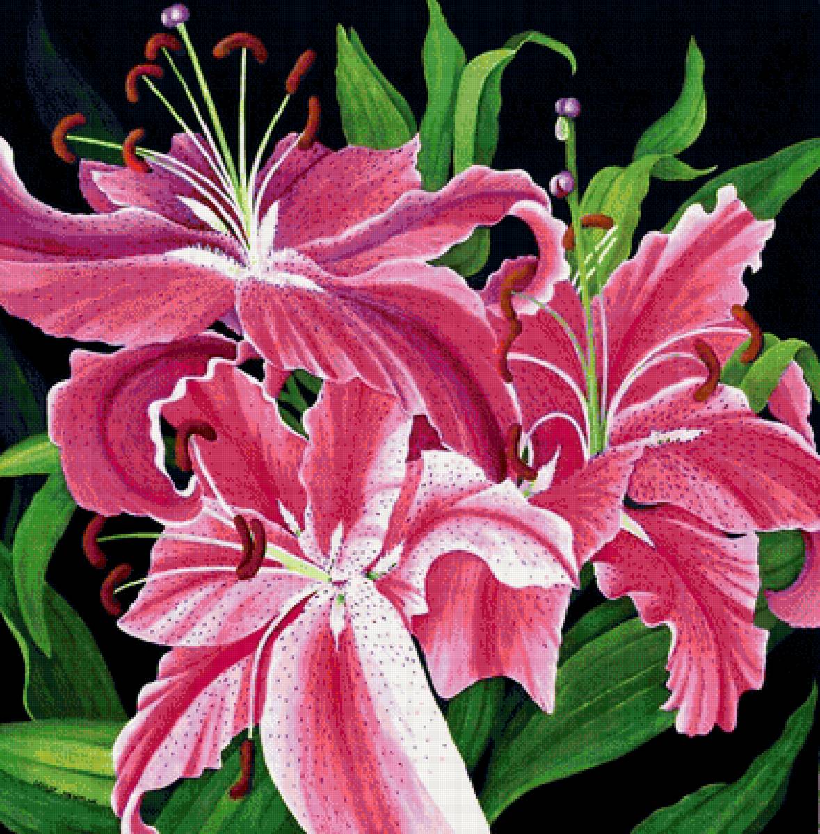 Лилии - цветы - предпросмотр