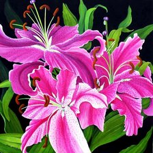 Схема вышивки «Лилии»