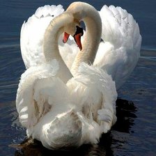 Схема вышивки «лебеди»