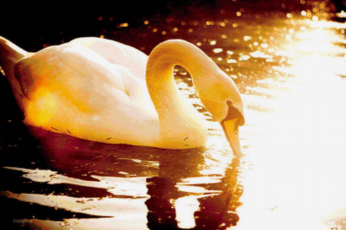 ЛЕБЕДЬ В ЗАКАТЕ - предпросмотр