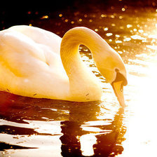 ЛЕБЕДЬ В ЗАКАТЕ
