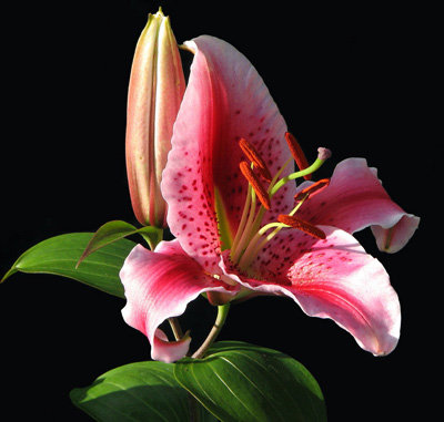 ветка лилии - цветы, лилии - оригинал