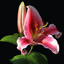 Схема вышивки «ветка лилии»