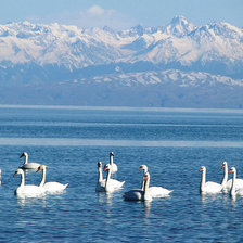 Схема вышивки «Иссык-Кулиские лебеди»