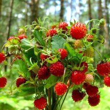 Схема вышивки «букет земляники»