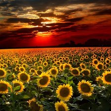 Схема вышивки «закат, поле пацолнухов»